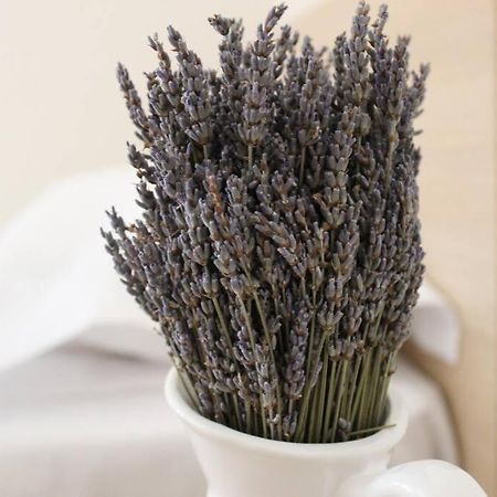 Lavandula Ring تيرانا المظهر الخارجي الصورة