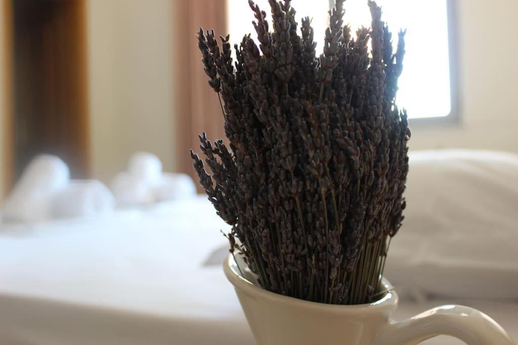 Lavandula Ring تيرانا المظهر الخارجي الصورة
