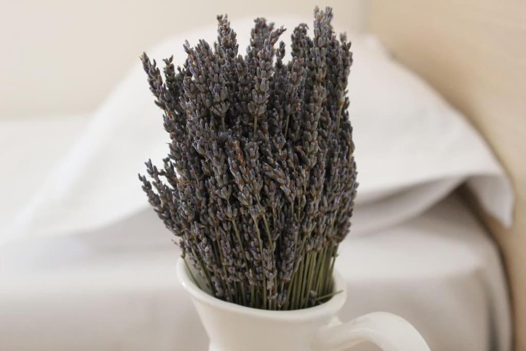 Lavandula Ring تيرانا المظهر الخارجي الصورة